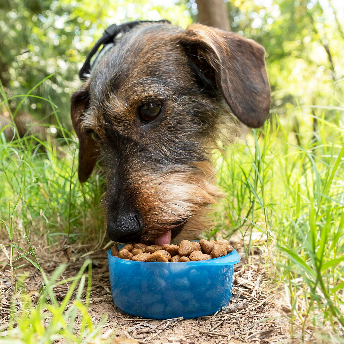 2-i-1 drikkedunk til hunde