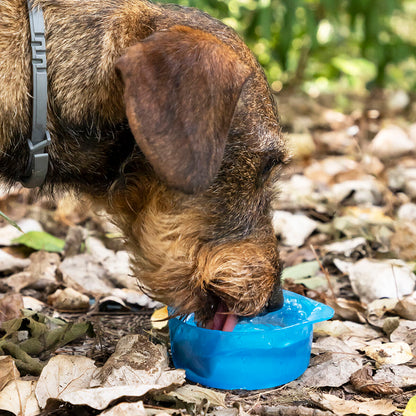 2-i-1 drikkedunk til hunde